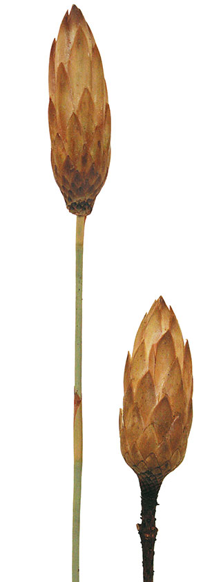 Protea Mocha