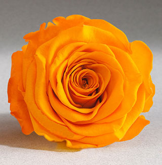 Ef Mini Roses Golden Yellow Yel-04 