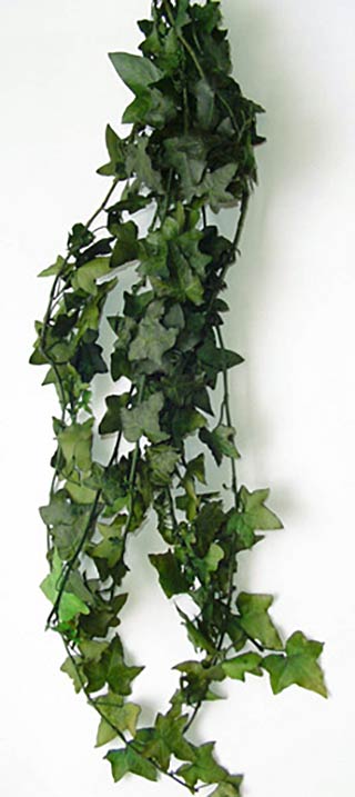 Hanging Ivy Preserved