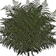 Gorgeous, Large Preserved Bracken Ferns 20