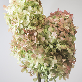 Pg Hydrangea Green Bi Color ***out Of Stock***