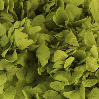 Perfection Hydrangea Green 91653 ***out Of Stock***