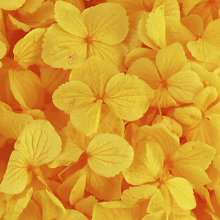 Perfection Hydrangea Golden Yellow 