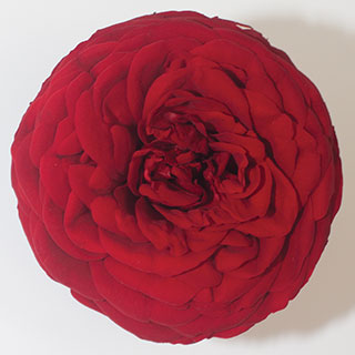 Garden Rose Red 1.5" Red-02                                