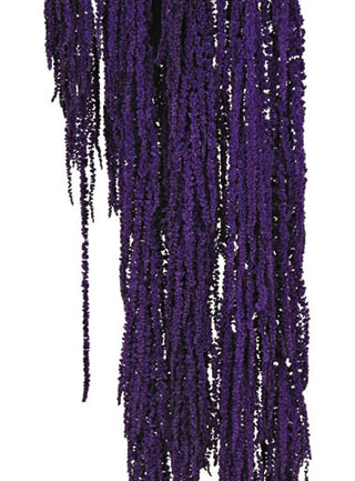 Amaranthus Hanging  Purple ***out Of Stock Use Lavender***