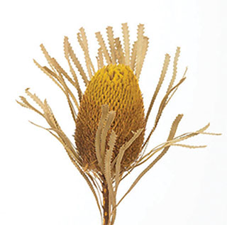 Banksia Yellow 