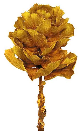 King Flower Aspen Gold Preserved ***out Of Stock***