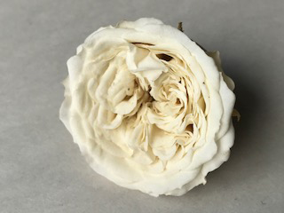 Garden Rose White 1.5" Whi-04 