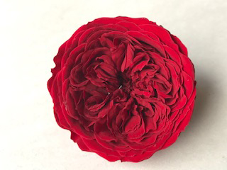 Garden Rose Burgundy 1.5" Red01                 
