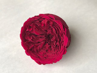 Garden Rose Raspberry 1.5" Pin02                        