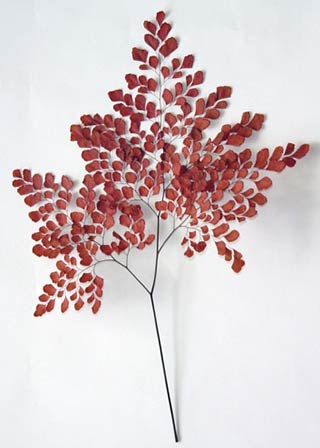 ADIANTHUM FERN RED LARGE  ***OUT OF STOCK***