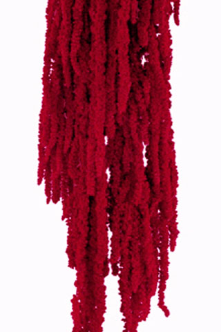 Amaranthus Hanging Red 16240 