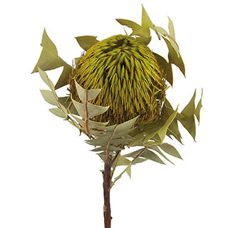 Banksia Baxteri Basil ***out Of Stock***