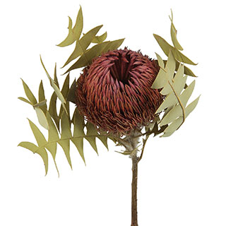 Banksia Baxteri Pink 