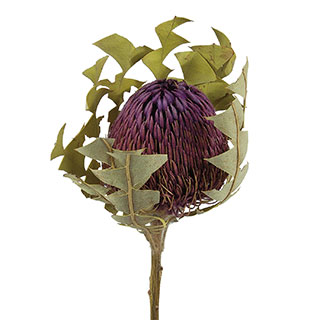 Banksia Baxteri 
