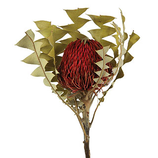 Banksia Baxteri Red 