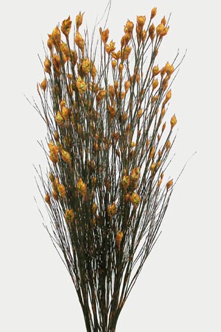 BELL REED ASPEN GOLD ***OUT OF STOCK***