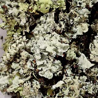 Black Lichen