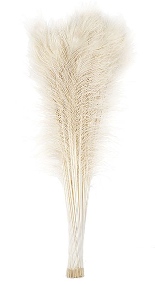 Peacock Feathers Bleached