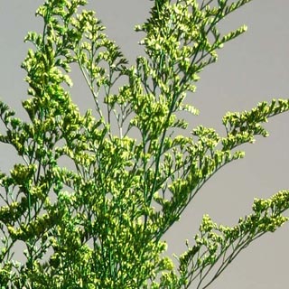 Caspia Chartreuse 80974 