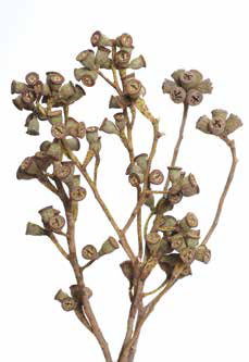 Gum Pod Branches ***out Of Stock Use Bleached Item 51112***

