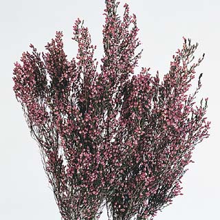 ERICA DELICIOSA PINK ***OUT OF STOCK***