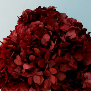 Hydrangea Supersoft Burgundy ***out Of Stock***
