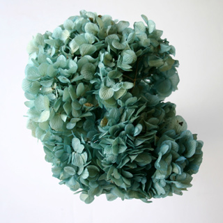 Hydrangea Supersoft  Blue ***out Of Stock***