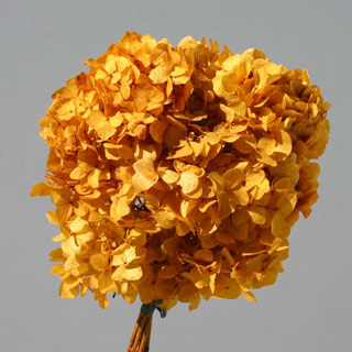 Hydrangea Supersoft Aspen Gold ***out Of Stock***