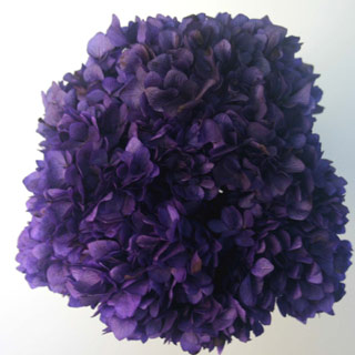 Hydrangea Supersoft Purple ***out Of Stock***
