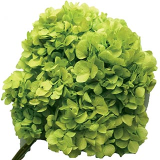 Hydrangea Supersoft Spring Green ***out Of Stock***