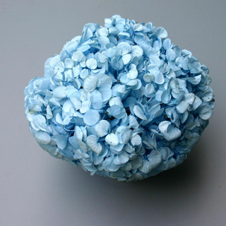 Perfection Hydrangea Lt Blue ***out Of Stock***