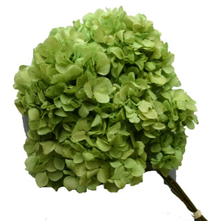 HYDRANGEA SUPERSOFT BASIL ***OUT OF STOCK***