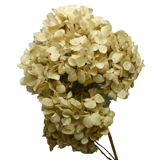 Hydrangea Supersoft Natural ***out Of Stock***