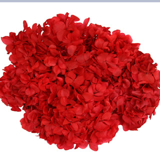 Hydrangea Supersoft Red ***out Of Stock***
