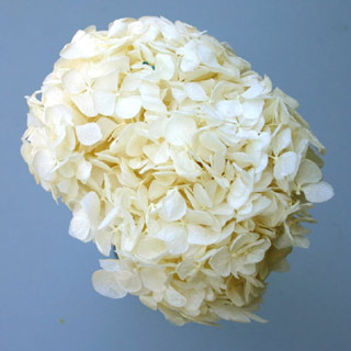 Hydrangea Supersoft Bleached ***out Of Stock***