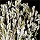 Case (20 Seven Stem Bunches) Air-dried Integrefolia Shipped From California Allow Extra Time