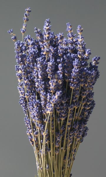 ENGLISH LAVENDER 80983 ***OUT OF STOCK***