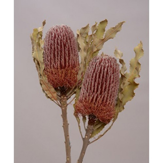 Banksia Menzii