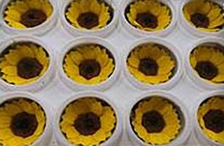 Sunflowers Preserved Mini