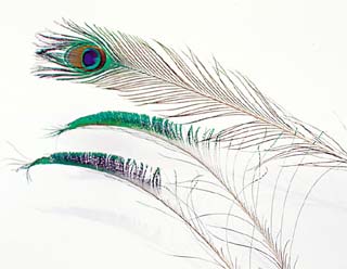 PEACOCK FEATHERS WITH EYE 21300
