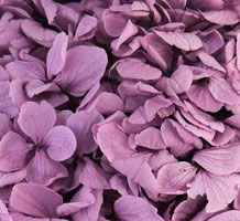 Perfection Hydrangea Lavender 