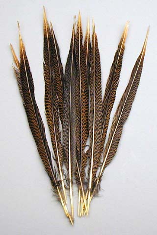 Golden Pheasant Feathers 20-25                            