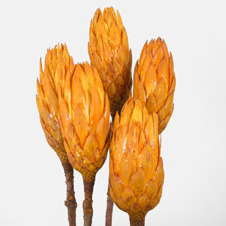 Protea Aspen Gold 