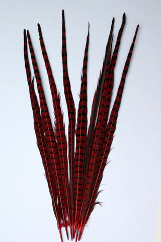 RINGNECK PHEASANT FEATHERS RED 20-22" 10950