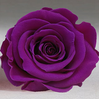 Ef Mini Roses Med Purple Pur-02                       