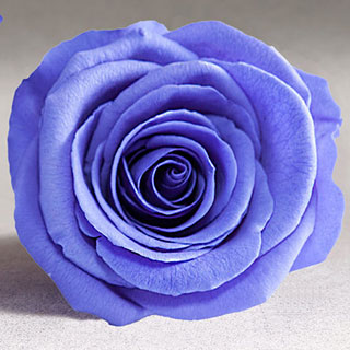 Ef Mini Roses Violet Vio-01