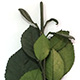 6 Rose Stems Preserved With Foliage.  Pin At End So You Can Easily Affix Rosehead.