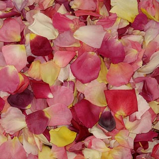 Freeze Dried Rose Petals Assorted Bright