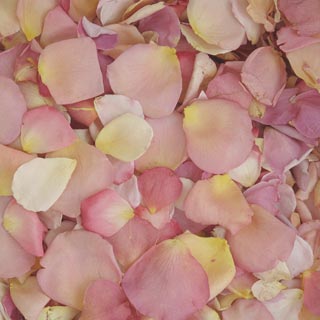 Freeze Dried Rose Petals Assorted Pastels